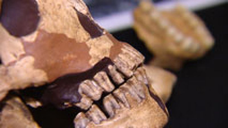 Hallan las primeras evidencias de que los neandertales repartían por sexos las tareas