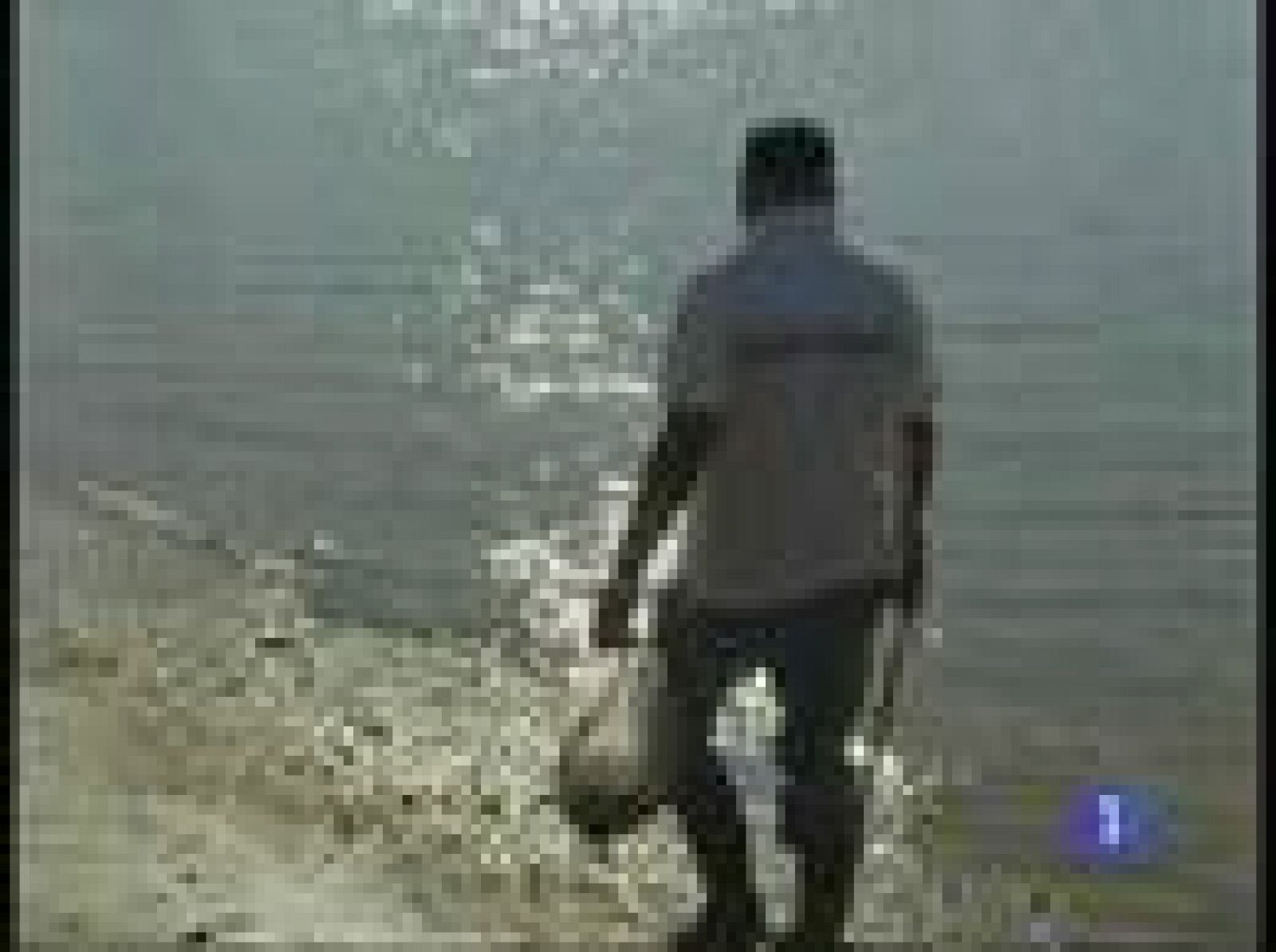 La vieira está en veda desde hace diez años, por culpa de las toxinas | Ver