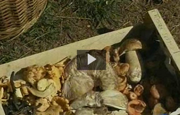  - Llegan las esperadas setas