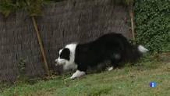 L'Informatiu - Lluita contra la vespa asiàtica: A Olot ensinistren un gos per localitzar-ne els nius