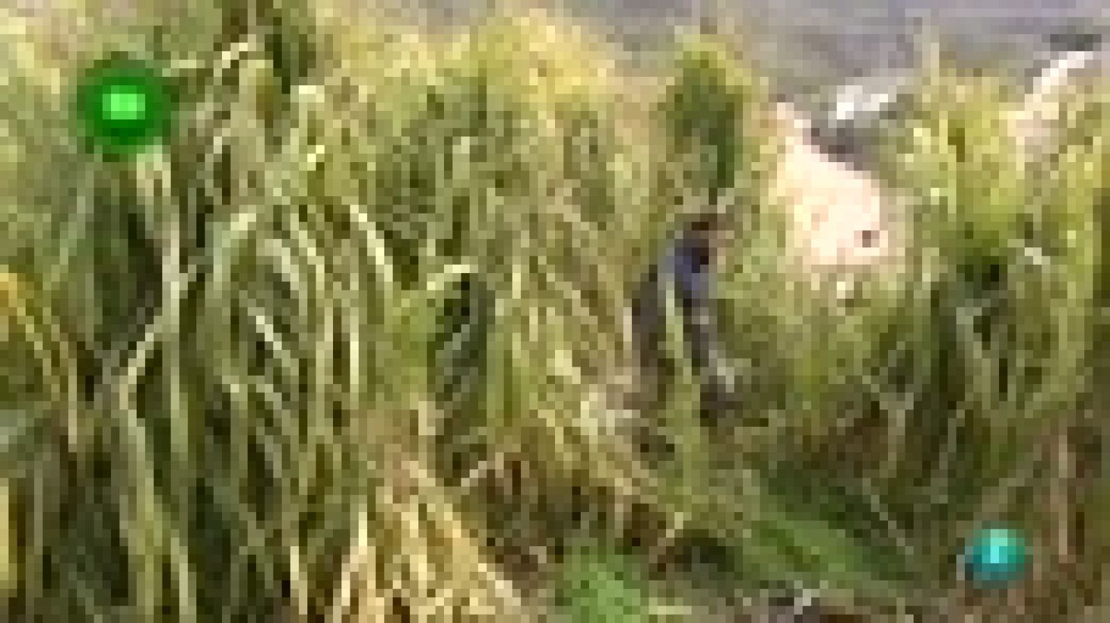 Agrosfera: Frigiliana | RTVE Play