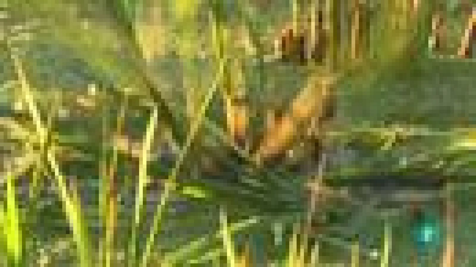 La Aventura del Saber. Arrozvolución000