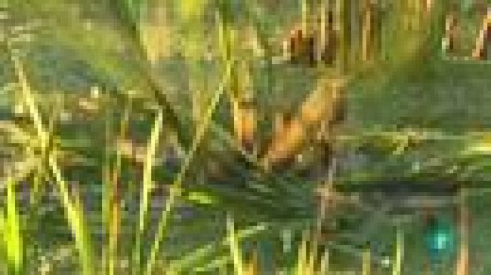 La aventura del Saber - Arrozvolución000