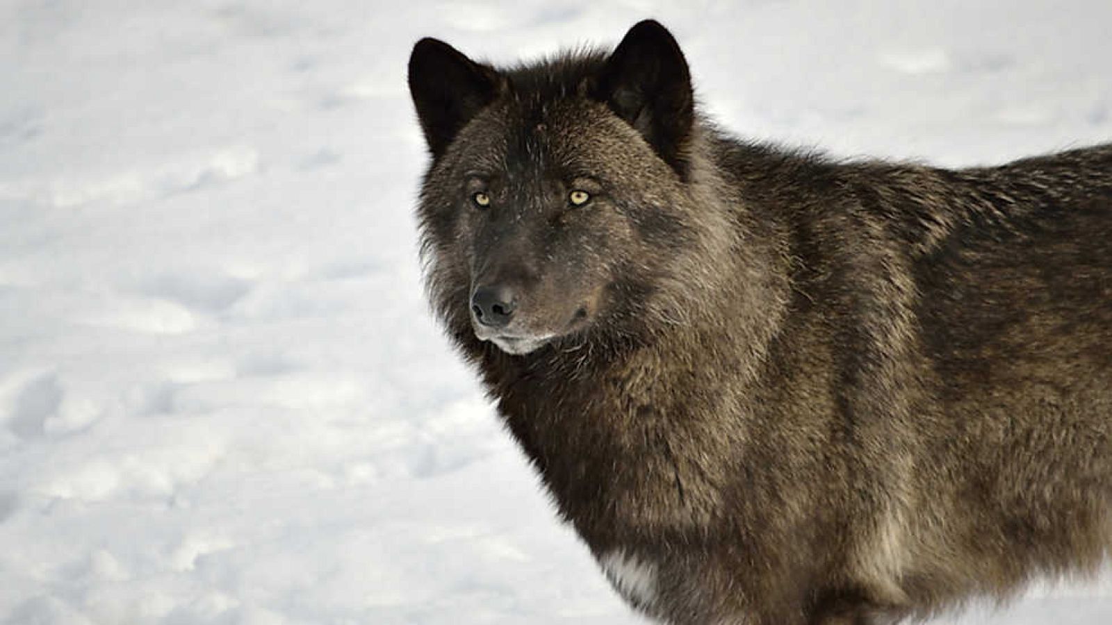 Grandes documentales - El auge del lobo negro - Ver ahora