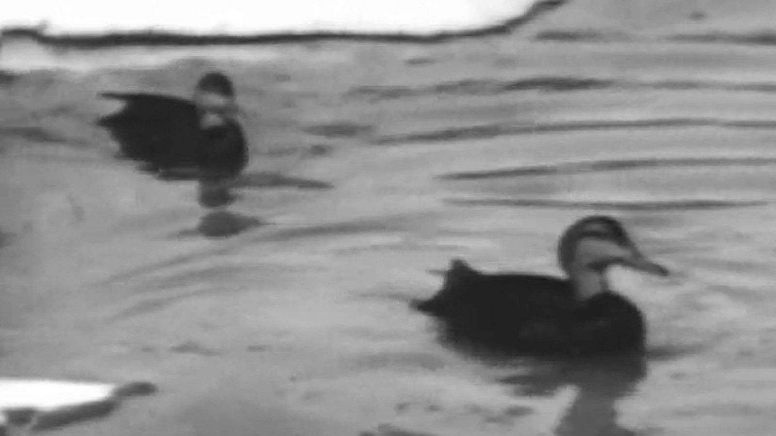 Vida salvaje - Fábrica de patos