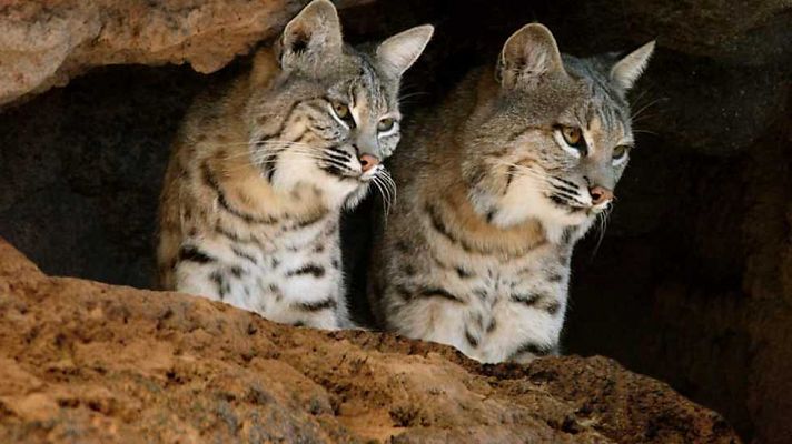 Las siete vidas del lince