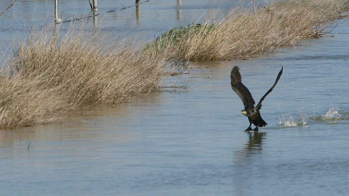 El tiempo - Intervalos de viento fuerte en el noreste de Girona, Pirineos, este de Baleares y norte de Castellón