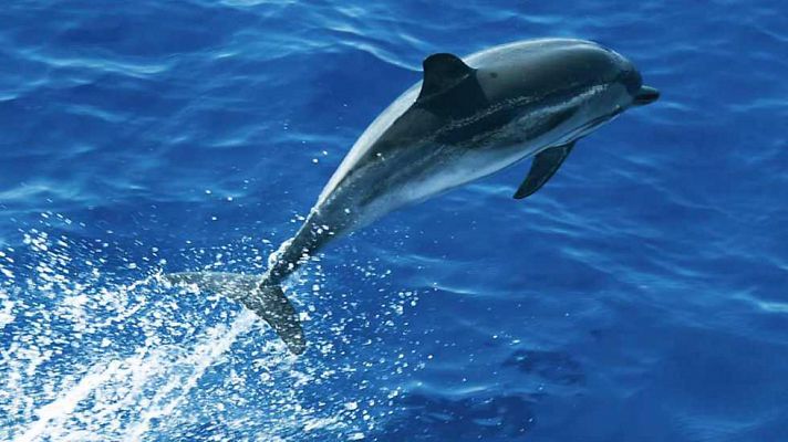 Los delfines de Shark Bay