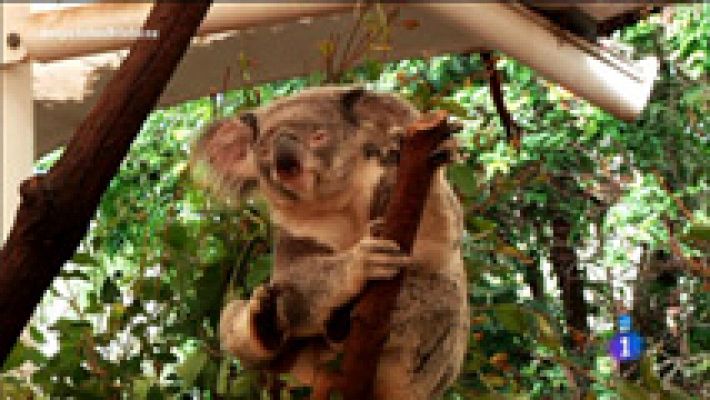 Santuario de koalas Lone Pine