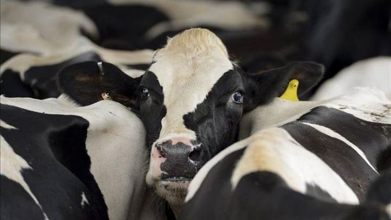 Competencia multa con 88,2 millones al cartel lácteo por pactar precios y repartirse el mercado