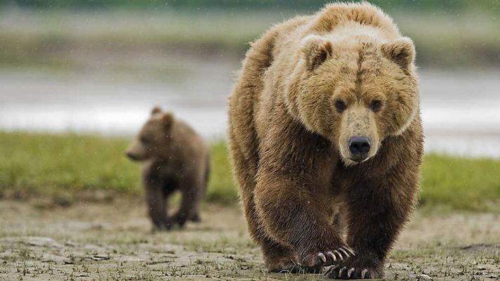 Grandes documentales - Los grizzlies gigantes