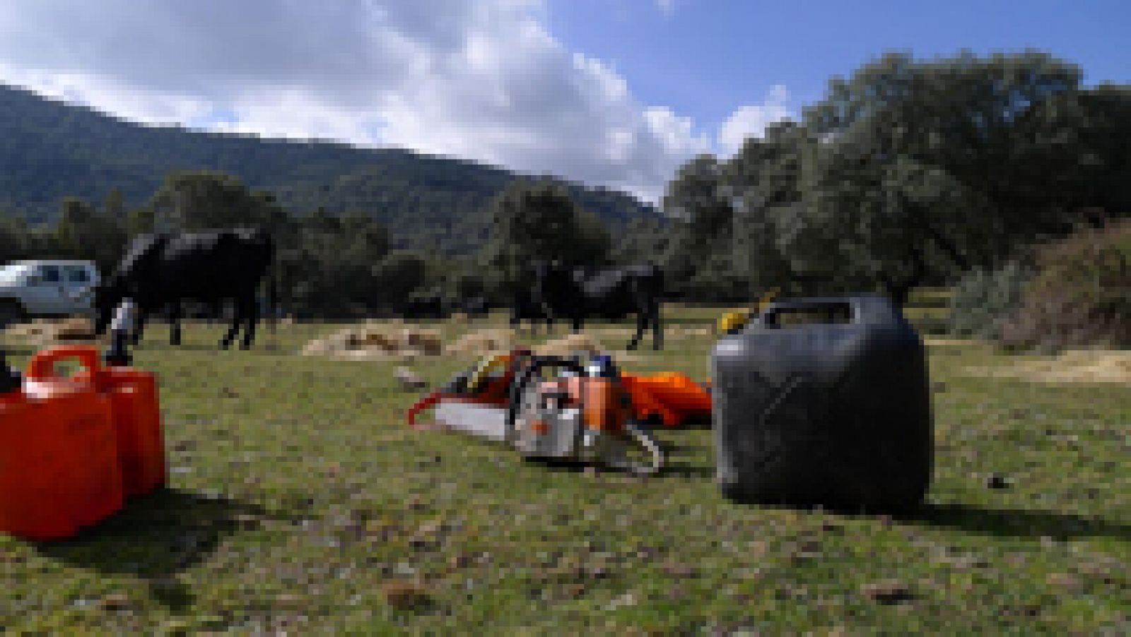 Las vacas avileñas, grandes supervivientes