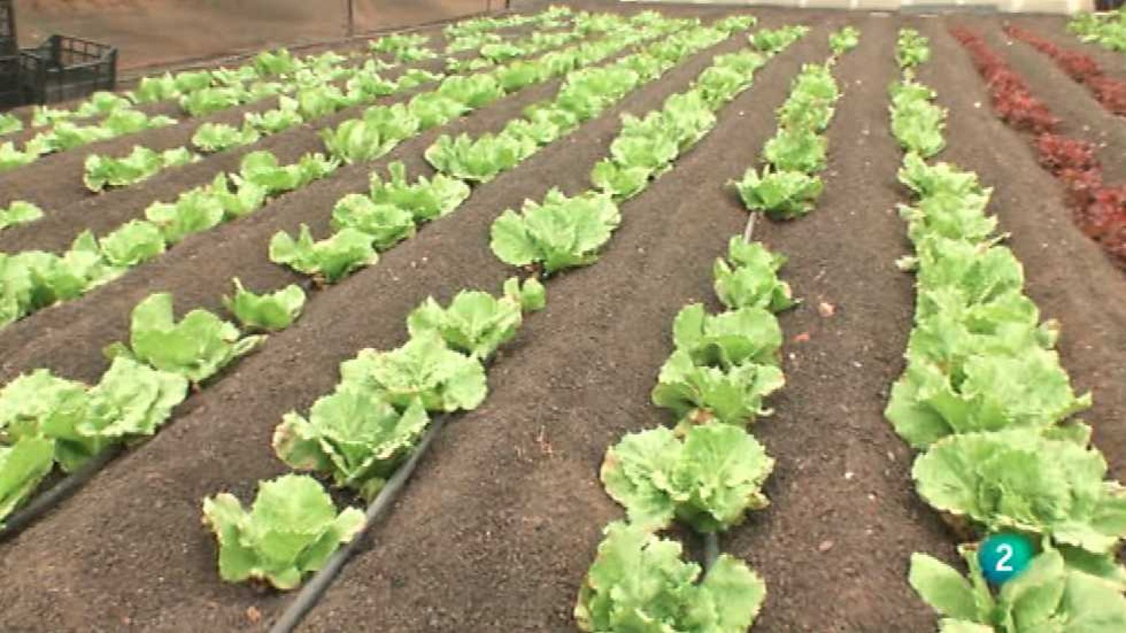 La aventura del saber - 05/03/15 - Ver ahora