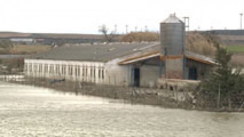 El nivel del agua sigue alto en la Ribera alta del Ebro y preocupan los animales que se han quedado aislados
