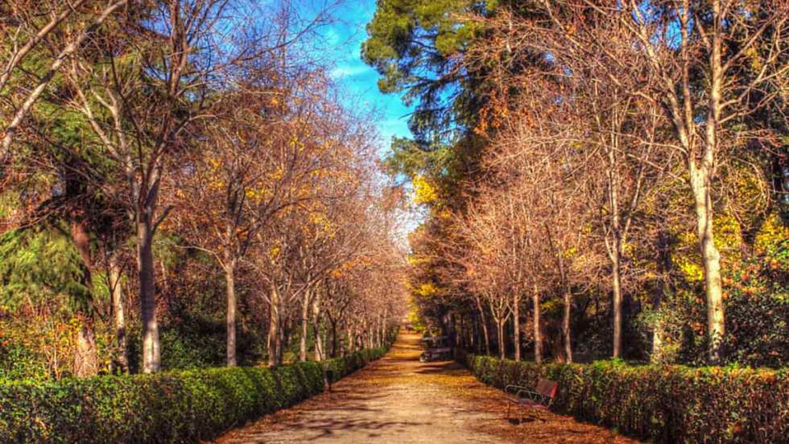 El escarabajo verde - La mirada quieta - Ver ahora