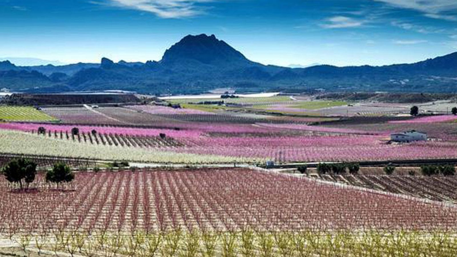 Los melocotoneros tiñen de color los campos de Cieza, en Murcia