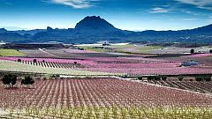 Los melocotoneros tiñen de color los campos de Cieza, en Murcia