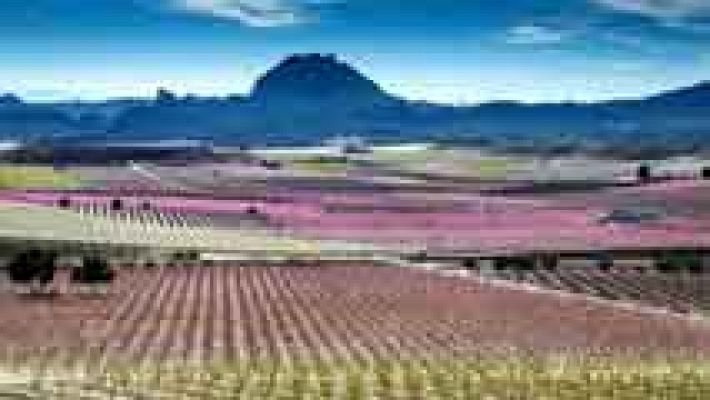 Telediario 1 - Los melocotoneros tiñen de color los campos de Cieza