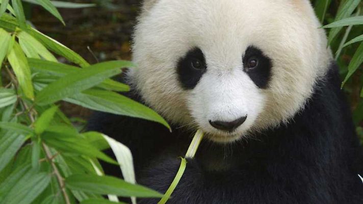 Grandes documentales - Salvando a los pandas