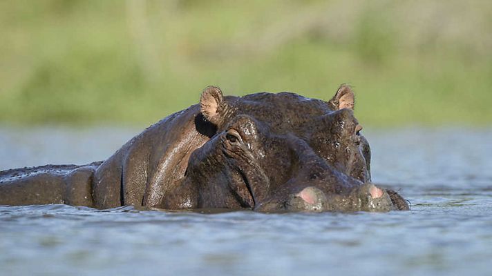 Un primer plano de los hipopótamos
