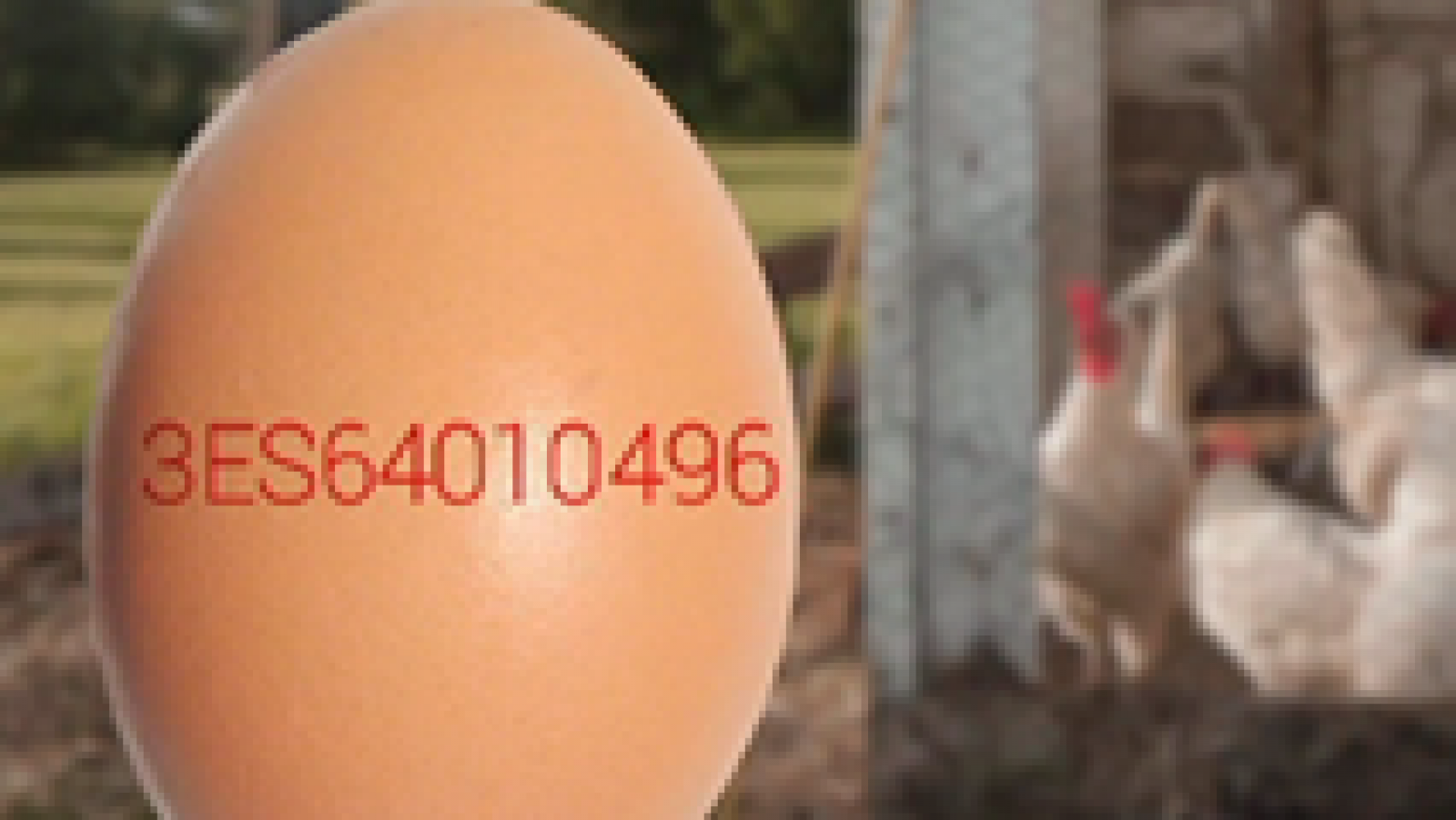 España Directo: ¿Sabemos qué huevos compramos? | RTVE Play