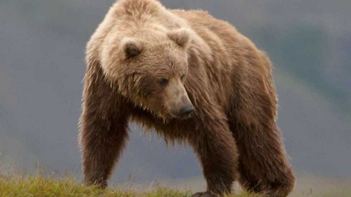 Jara y sedal - Patrulla oso