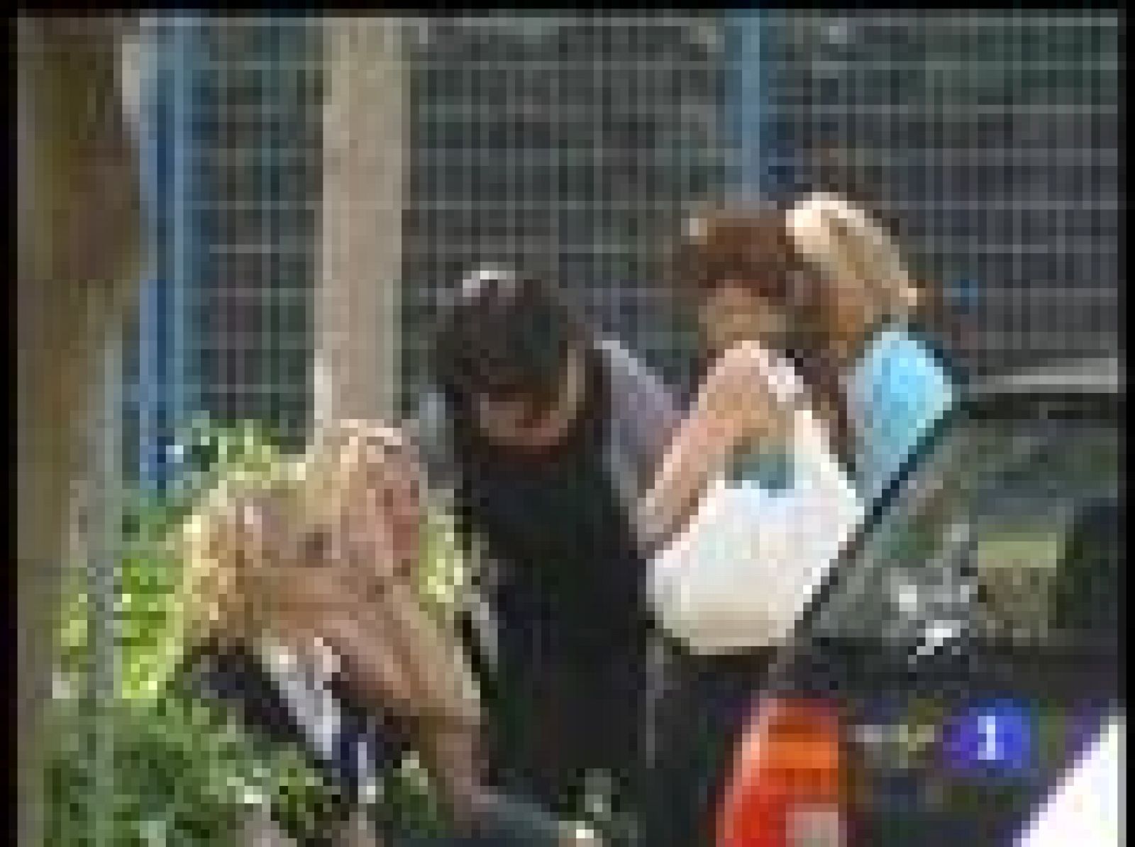 Dos policías locales y una mujer en prisión por supuesta implicación en una agresión sexual | Ver