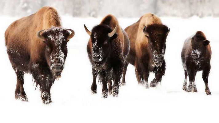 Grandes documentales - Yellowstone: Invierno