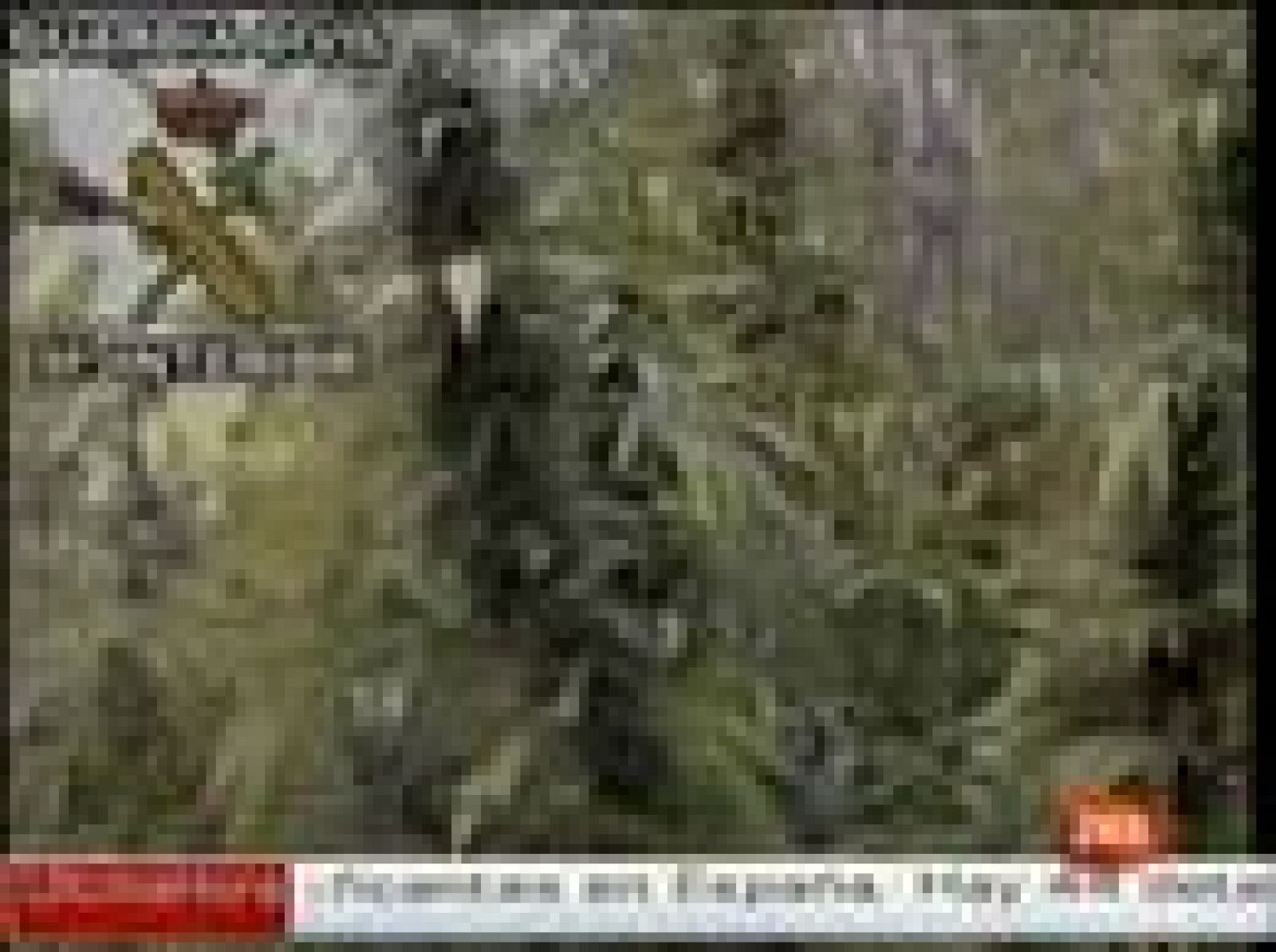 Sin programa: Un bosque de marihuana en Castellón | RTVE Play