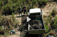Desmantelada una plantación de marihuana con 2.000 plantas en Castellón