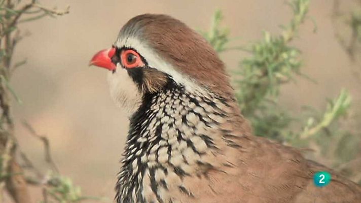 Jara y sedal - Una temporada más