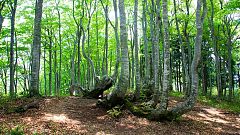 Voluntarios plantan árboles en el Día Internacional de los Bosques