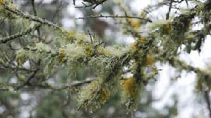 Precipitaciones localmente fuertes en Canarias