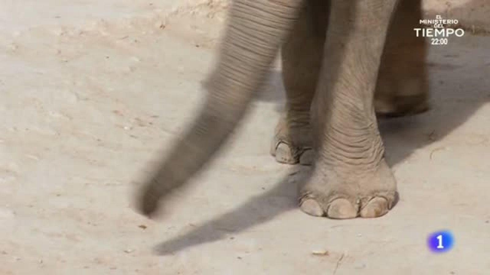 ¿Sueñan los animales con la primavera?