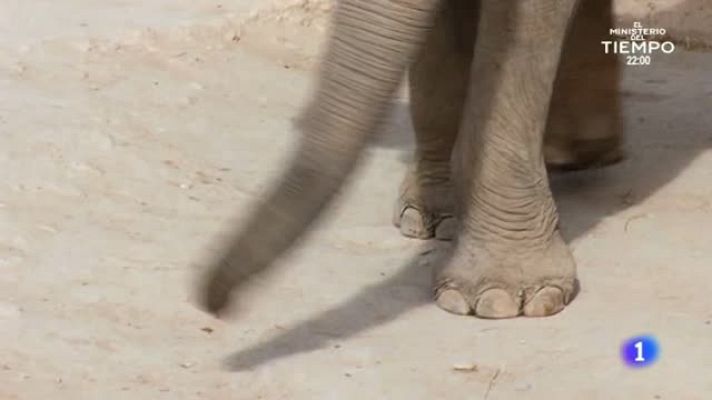 Aquí la Tierra - ¿Sueñan los animales con la primavera?