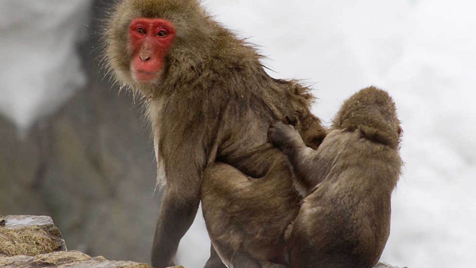 Grandes documentales - La lucha por el Japón salvaje - Ver ahora