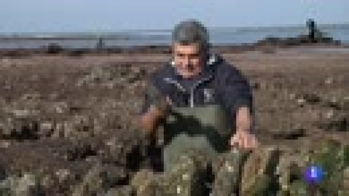 Aquí la Tierra - El arte del marisqueo