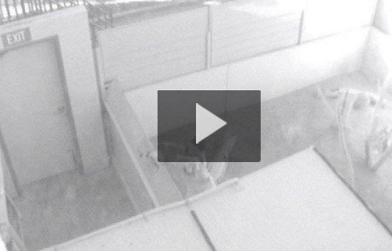  Un niño provoca una 'masacre' en un zoo 