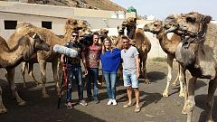Aquí la Tierra-Felices camellos en su granja