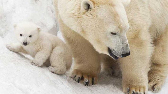 La familia de osos polares y yo: Primavera