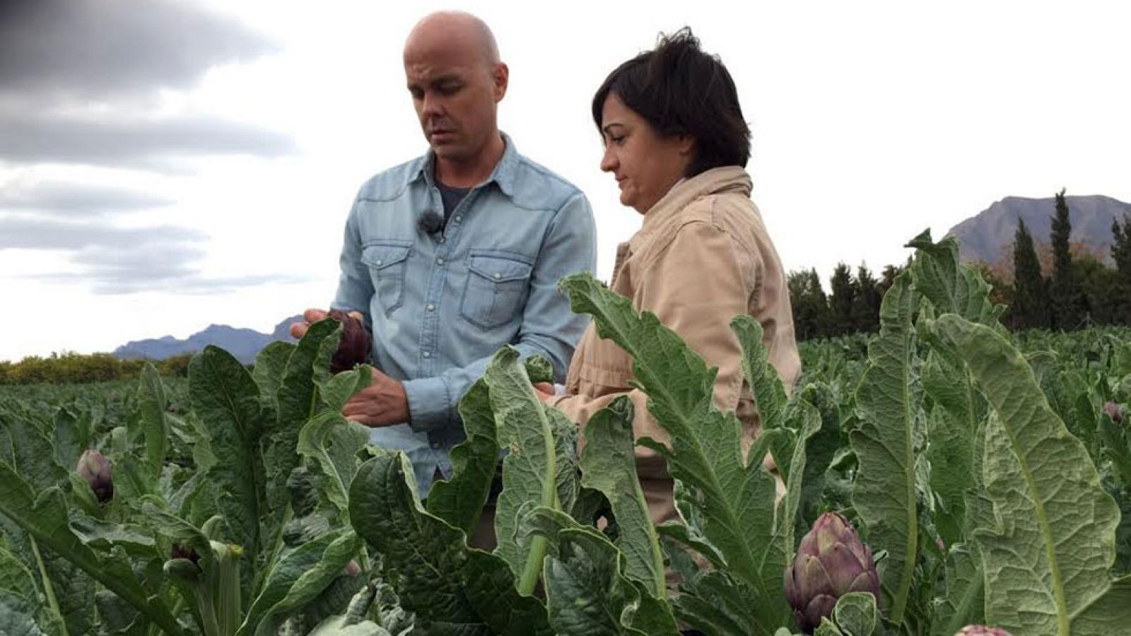 Alcachofas moradas exquisitas