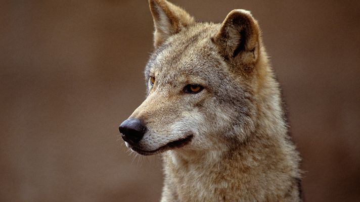 Grandes documentales - El salvaje oeste: Solo ante el peligro