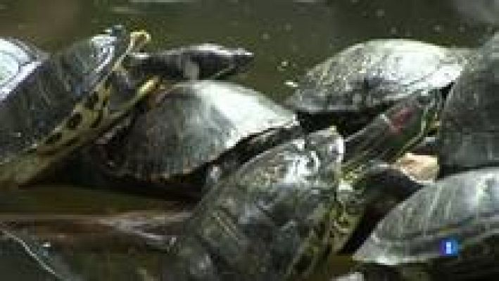 L'Informatiu - Recuperen la tortuga autòctona del Ter
