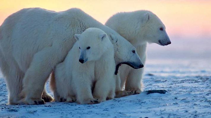 La familia de osos polares y yo: Otoño