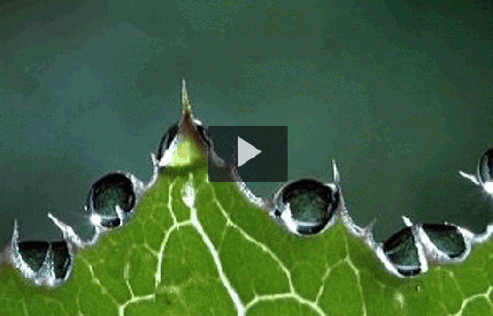 tres14 - Curiosidades - ¿Las espinacas tienen hierro? | Ver