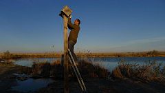 Aquí la Tierra-Murciélagos, habitantes oscuros del Delta del Ebro
