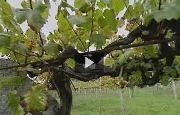 Ciencia y tecnología en Rtve.es - Cambio climático y albariño