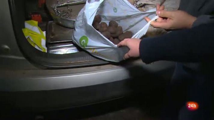 Repor - Teruel huele a trufa - Diego