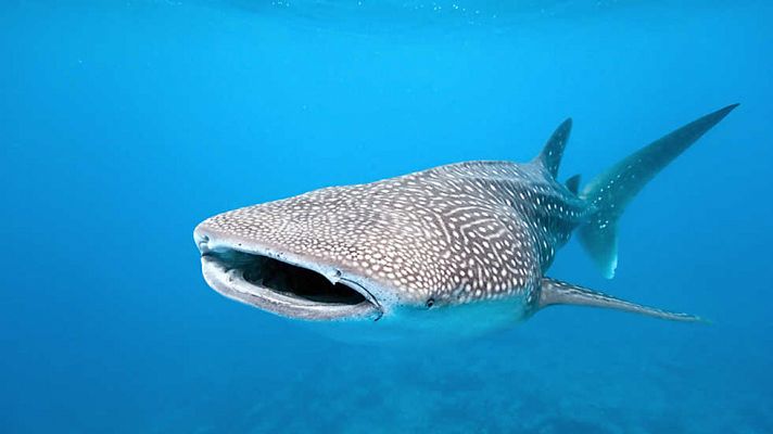 Grandes documentales - El tiburón ballena (NW)