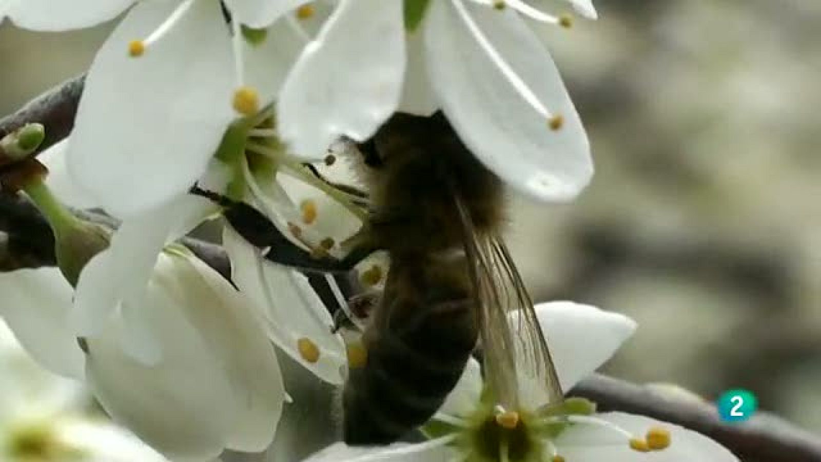 La Aventura del Saber. Apiterapia Apitoxina miel jalea real
